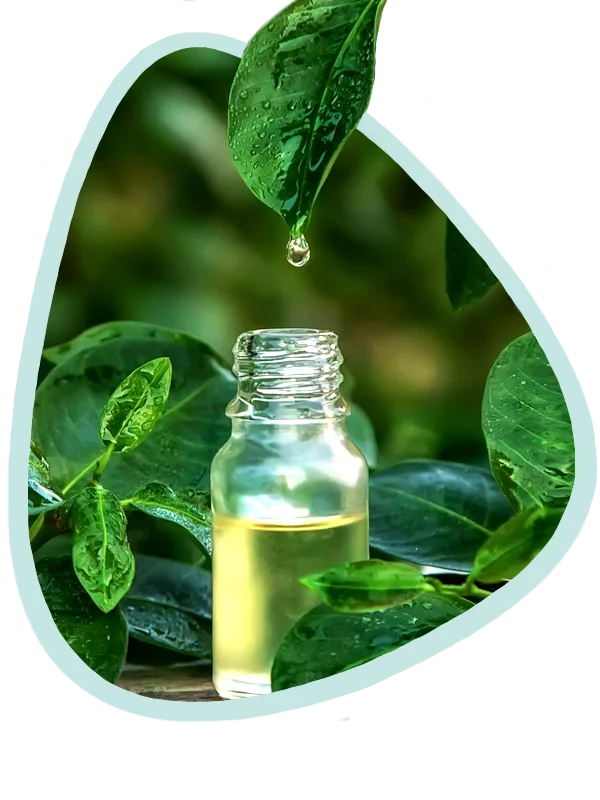 Extracto puro de plantas y aceites esenciales