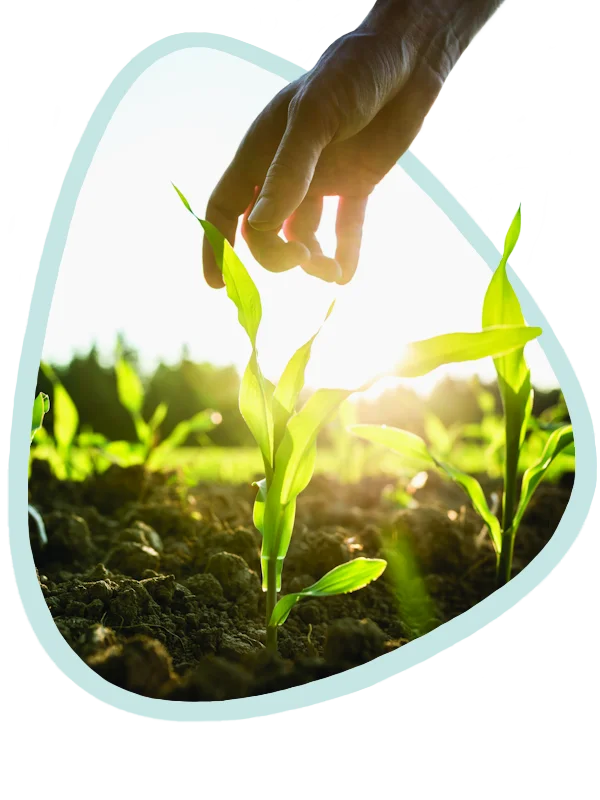 Selección de plantas sin pesticidas