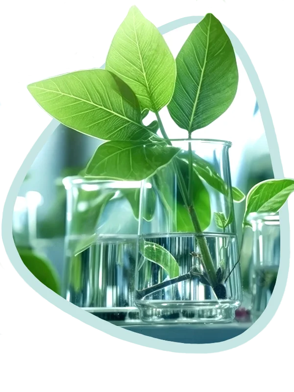 Solución 100% vegetal para la salud y el rendimiento