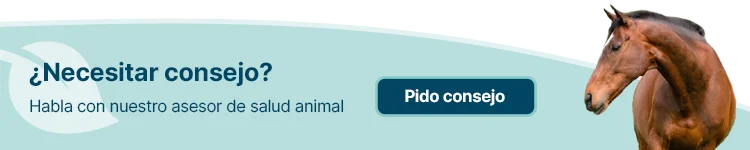 Hablar con un asesor