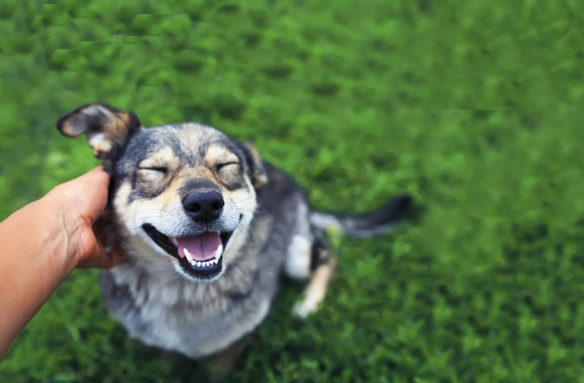 Suplementos naturales para perros