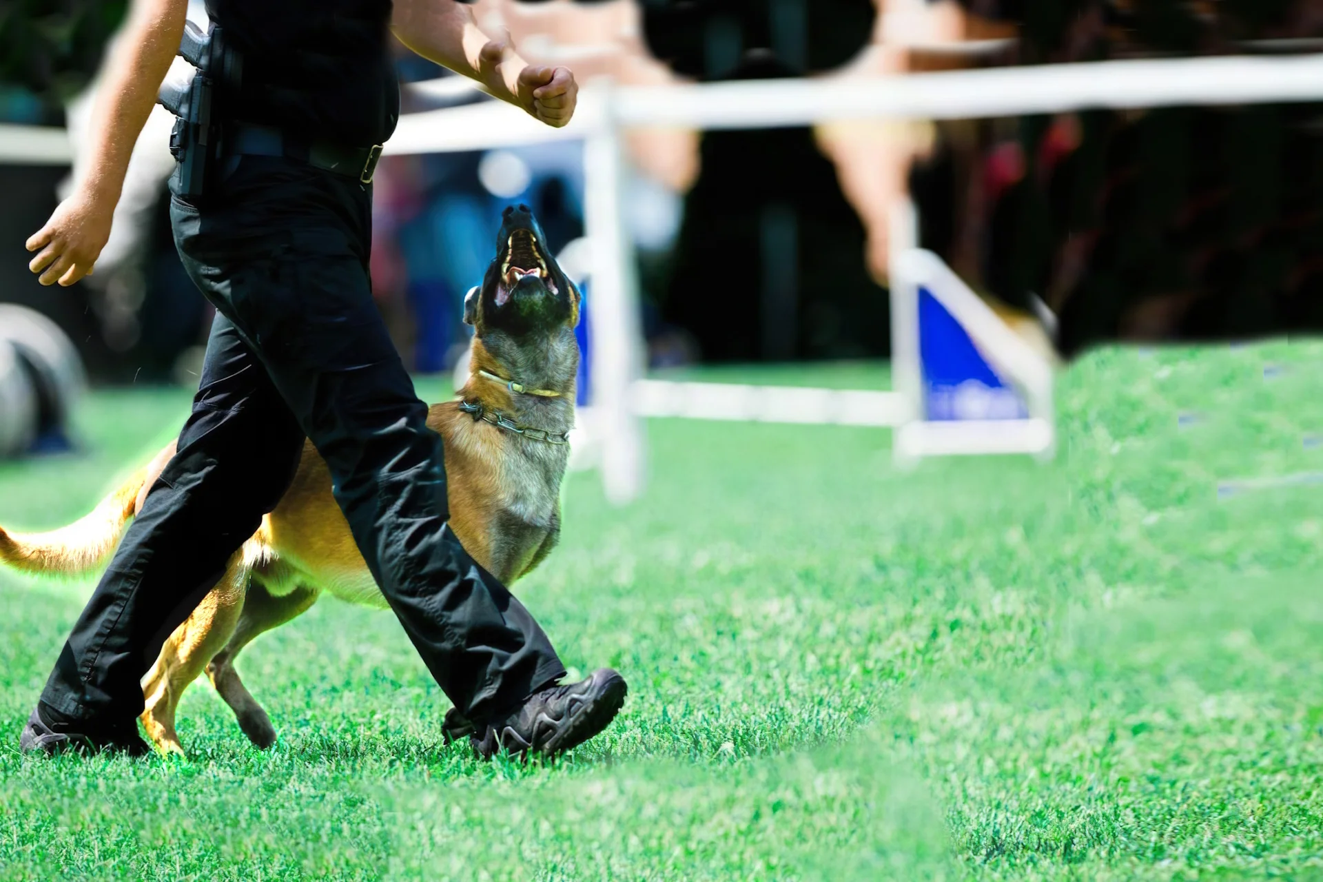 Suplemento alimentario parra perro de deporte