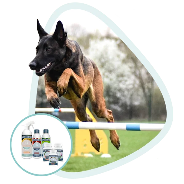 Suplementos natural par la salud y el rendimiento del perros