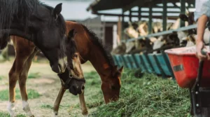 Detox y drenaje en caballos: ¿en qué se diferencian y cuándo usarlos?