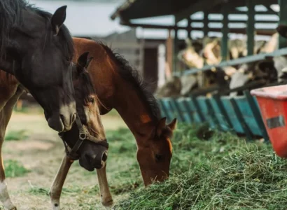 Detox y drenaje en caballos: ¿en qué se diferencian y cuándo usarlos?