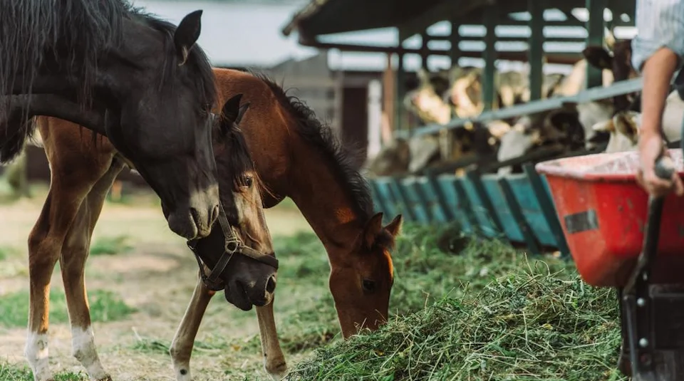 Detox y drenaje en caballos: ¿en qué se diferencian y cuándo usarlos?