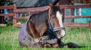 Gastritis en caballos: síntomas y tratamientos