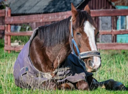 Gastritis en caballos: síntomas y tratamientos