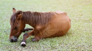 Enfermedad de Lyme en Caballos: síntomas, prevención y apoyo natural