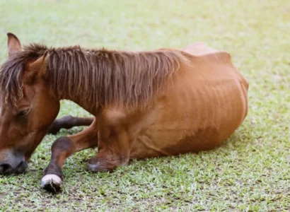 Enfermedad de Lyme en Caballos: síntomas, prevención y apoyo natural