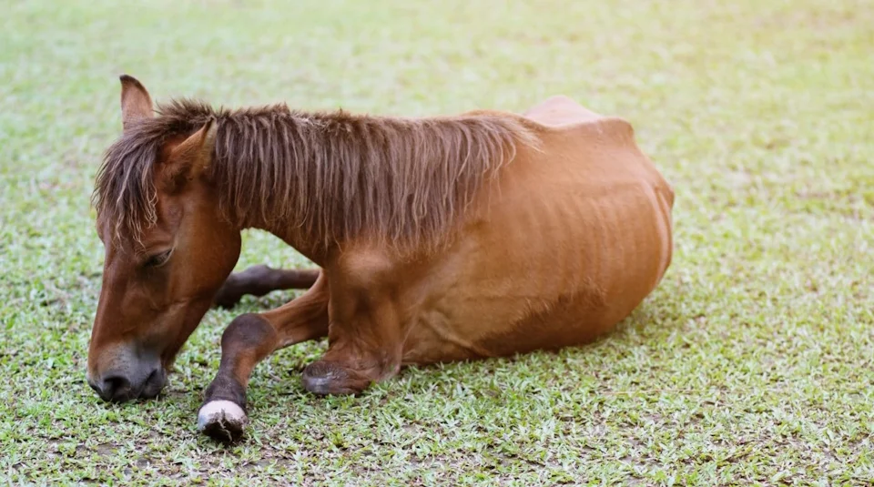 Enfermedad de Lyme en Caballos: síntomas, prevención y apoyo natural