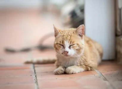 Coryza en gatos: síntomas, prevención y solución