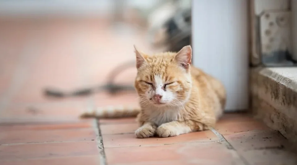 Coryza en gatos: síntomas, prevención y solución