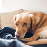 Displasia de cadera en perros: reconocer los síntomas