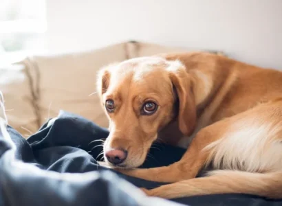 Displasia de cadera en perros: reconocer los síntomas