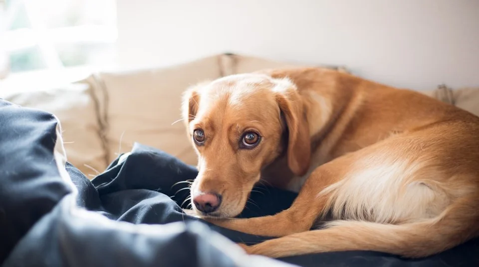 Displasia de cadera en perros: reconocer los síntomas