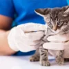 Insuficiencia cardíaca en gatos: síntomas y tratamiento