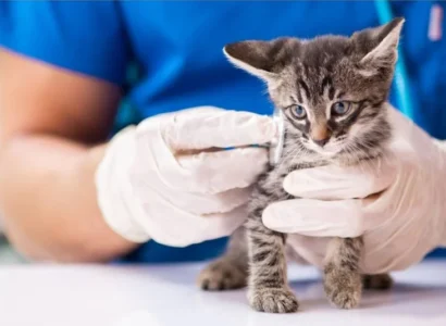 Insuficiencia cardíaca en gatos: síntomas y tratamiento