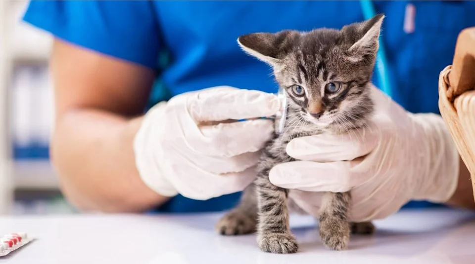 Insuficiencia cardíaca en gatos: síntomas y tratamiento