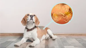 Parásitos en perros: prevención natural y desparasitación