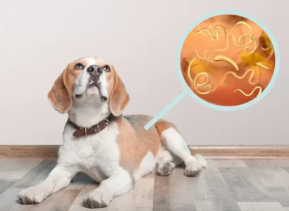 Parásitos en perros: prevención natural y desparasitación