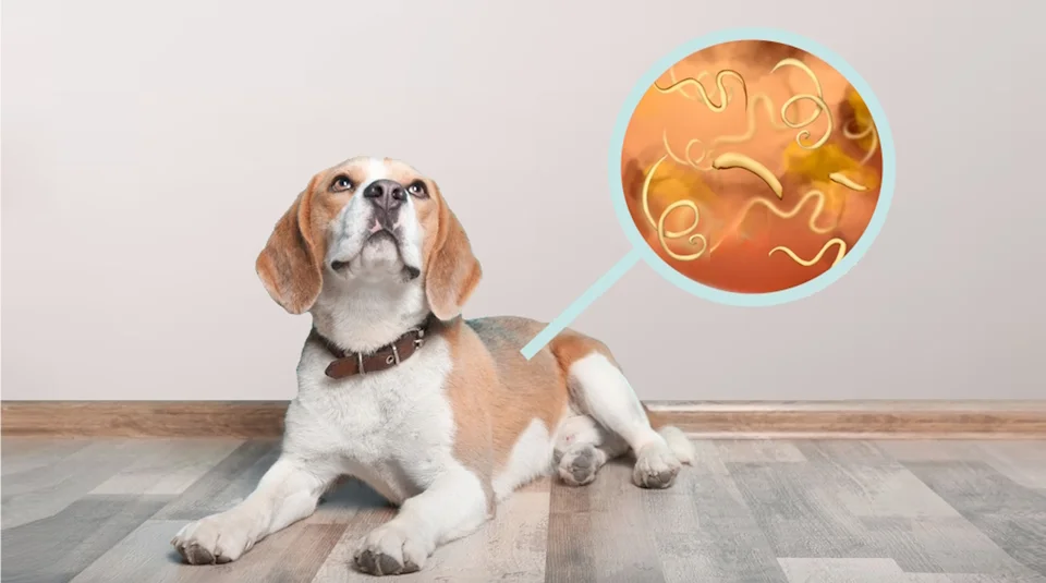 Parásitos en perros: prevención natural y desparasitación