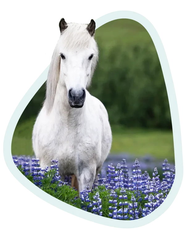 Complemento alimenticio vegetal caballo