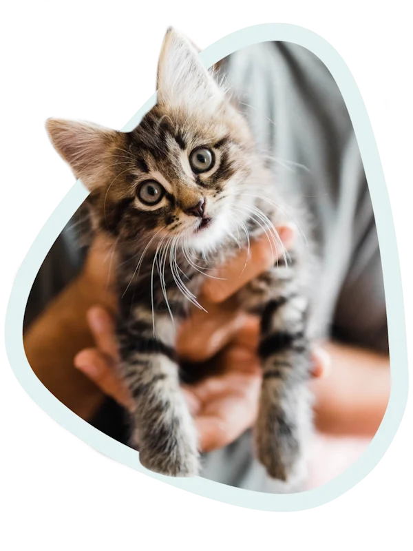 Complemento alimenticio vegetal gato