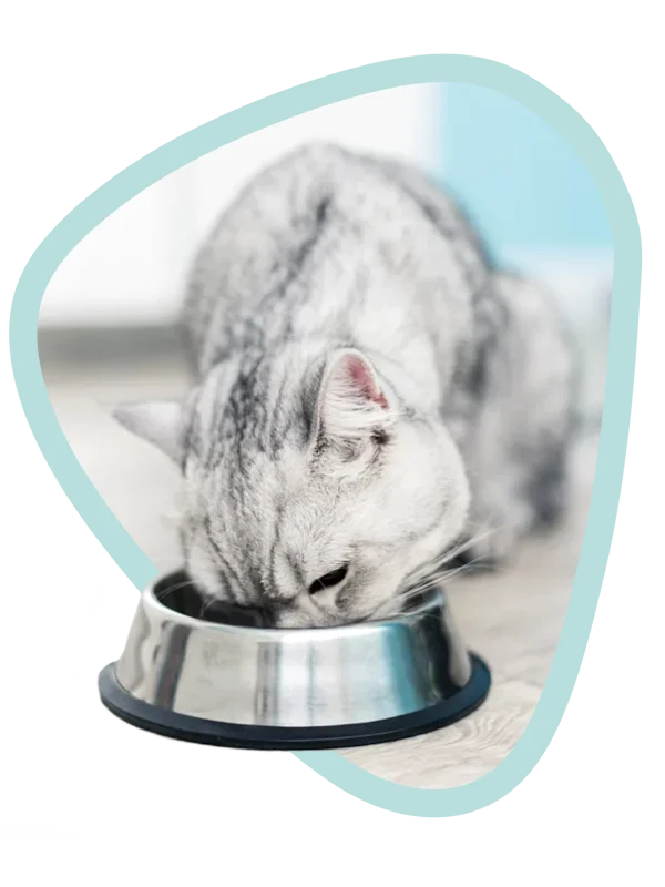 Instrucciones de uso para gatos