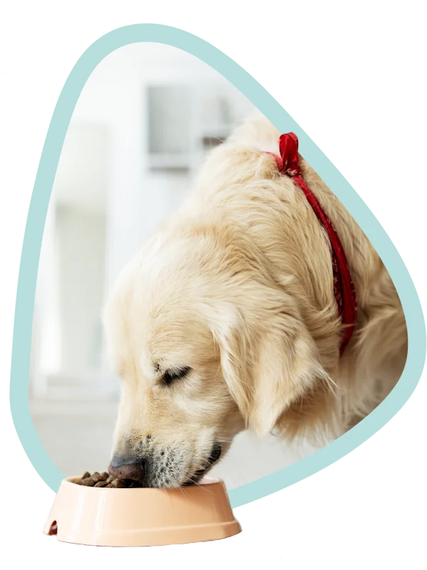 Instrucciones de uso para perros