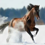 Inmunidad del caballo: cómo reforzar sus defensas naturales