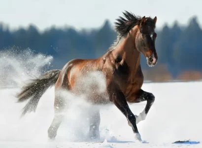 Inmunidad del caballo: cómo reforzar sus defensas naturales