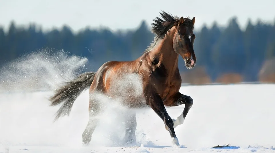 Inmunidad del caballo: cómo reforzar sus defensas naturales