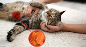 Parásitos intestinales en gatos: cómo eliminarlos de forma natural