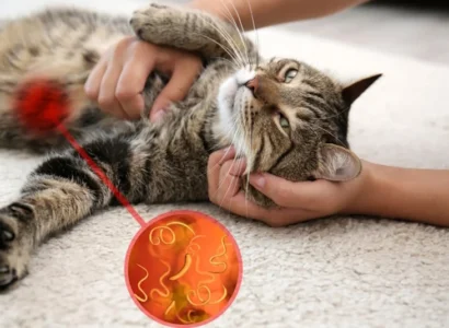 Parásitos intestinales en gatos: cómo eliminarlos de forma natural
