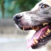 Sarro en los dientes del perro: ¿cómo eliminarlo?