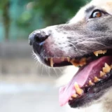 Sarro en los dientes del perro: ¿cómo eliminarlo?