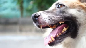 Sarro en los dientes del perro: ¿cómo eliminarlo?