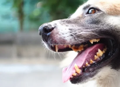 Sarro en los dientes del perro: ¿cómo eliminarlo?