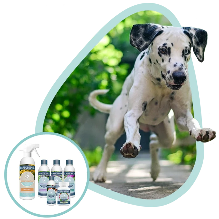 Alimentos complementarios par perros