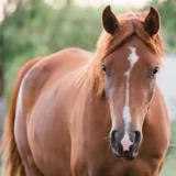 Trastornos hormonales en yeguas: ¿cómo calmarla?