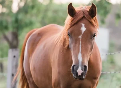 Trastornos hormonales en yeguas: ¿cómo calmarla?