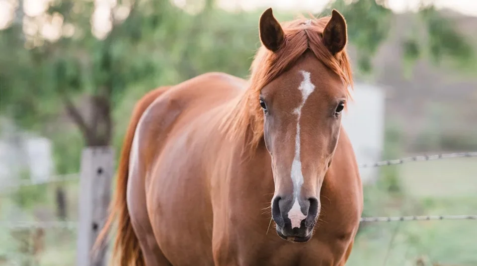 Trastornos hormonales en yeguas: ¿cómo calmarla?